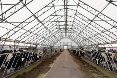 Modern bir serbest tarım çiftliğindeki bir otlaktaki genç inekler.