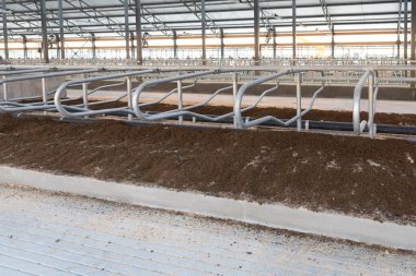 Modern bir inek çiftliğindeki alüminyum borularla ayrılmış geri dönüştürülmüş gübre ve talaştan yapılmış inekleri barındıran yerler..