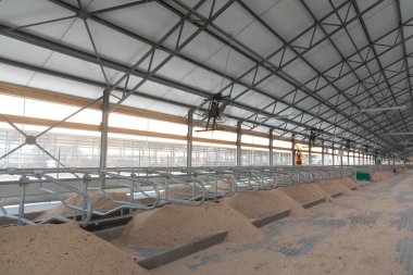 Yeni bir modern mandıra çiftliğinde talaşlı inek yatakları.