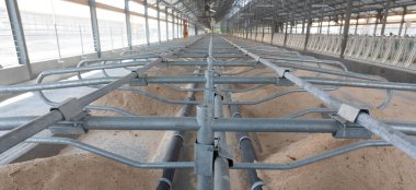 Süt çiftliğindeki sığırlar için talaş tabakası olan dinlenme yerleri.