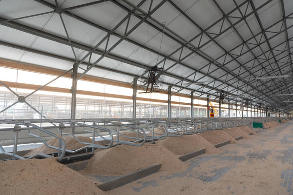 коровьи кровати с опилками на новой современной молочной ферме.