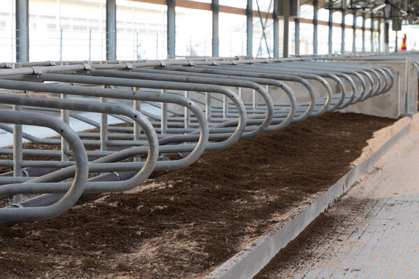 места отдыха молочных коров с опилками на современной молочной ферме.