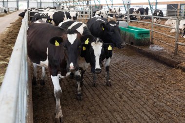 Yol, modern bir mandıranın koridorunda ilerliyor..