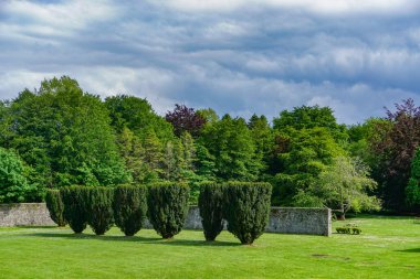 Gort, Co. Galway, İrlanda: Coole Park 'taki duvarlı bahçede bir sıra dik İrlanda Yew ağacı (Taxus baccata).
