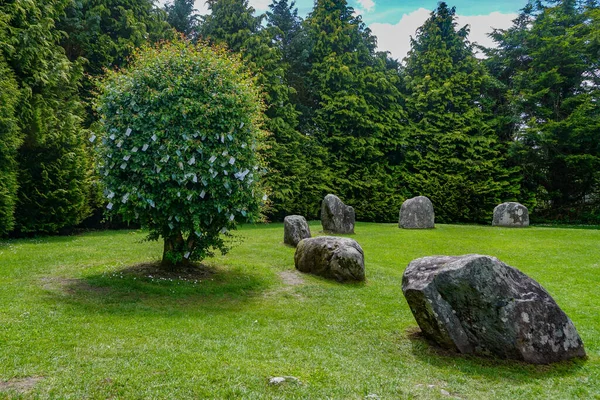 Kenmare Kerry Ireland Hawthorn Fairy Tree Bronze Age Kenmare Stone — стокове фото