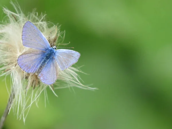 蝴蝶的普通蓝色 Polyommatus Icarus 长有张开的翅膀 美丽的绿色背景 明亮的蓝色蝴蝶背景和可复制的设计空间 — 图库照片