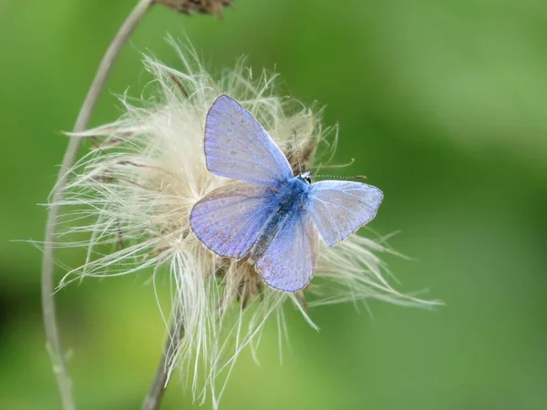 蝴蝶的普通蓝色 Polyommatus Icarus 长有张开的翅膀 漂亮的绿色背景和明亮的蓝色蝴蝶背景设计 — 图库照片