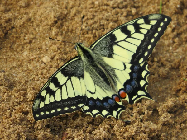 Baterfly Swallowtail Spread Wings — Stock Photo, Image