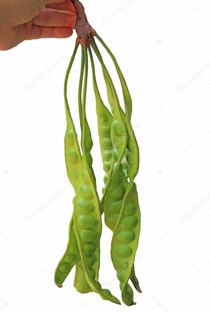 hand hold Petai or Sataw of the genus Parkia Speciosa in isolated white background.