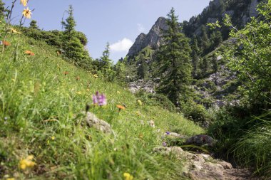 İsviçre Alplerinde yürüyüş. Berner Oberland 'daki Yeşil Dağ Tepesi, Schweiz.