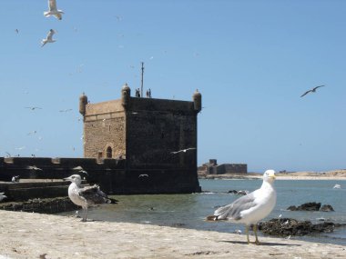 Essaouira, Fas, 15 Ağustos 2012: Essaouira, Fas 'taki balıkçılık limanındaki bir kulenin önündeki bir duvarda martılar