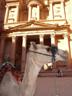 Petra, Jordan. 16 Ağustos 2010: Ürdün 'ün Petra kentindeki Hazine binasının önündeki deve