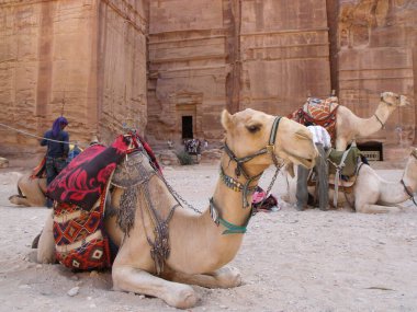 Petra, Jordan. 16 Ağustos 2010: Ürdün 'ün Petra kentindeki dağların kırmızımsı kayasına oyulmuş develer
