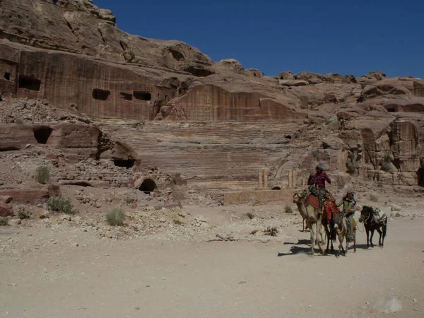 Πέτρα Ιορδανία Αυγούστου 2010 Μια Καμήλα Και Δύο Μουλάρια Δίπλα — Φωτογραφία Αρχείου