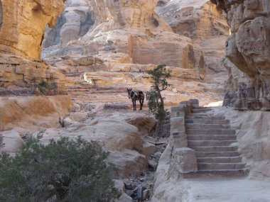 Petra, Jordan. 16 Ağustos 2010: Ürdün 'deki Petra Dağı' ndaki manastıra giden merdivenlerin yanındaki eşek