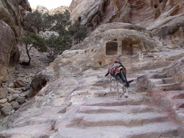 Πέτρα Ιορδανία Αυγούστου 2010 Ένας Γάιδαρος Κατεβαίνει Τις Σκάλες Που — Φωτογραφία Αρχείου