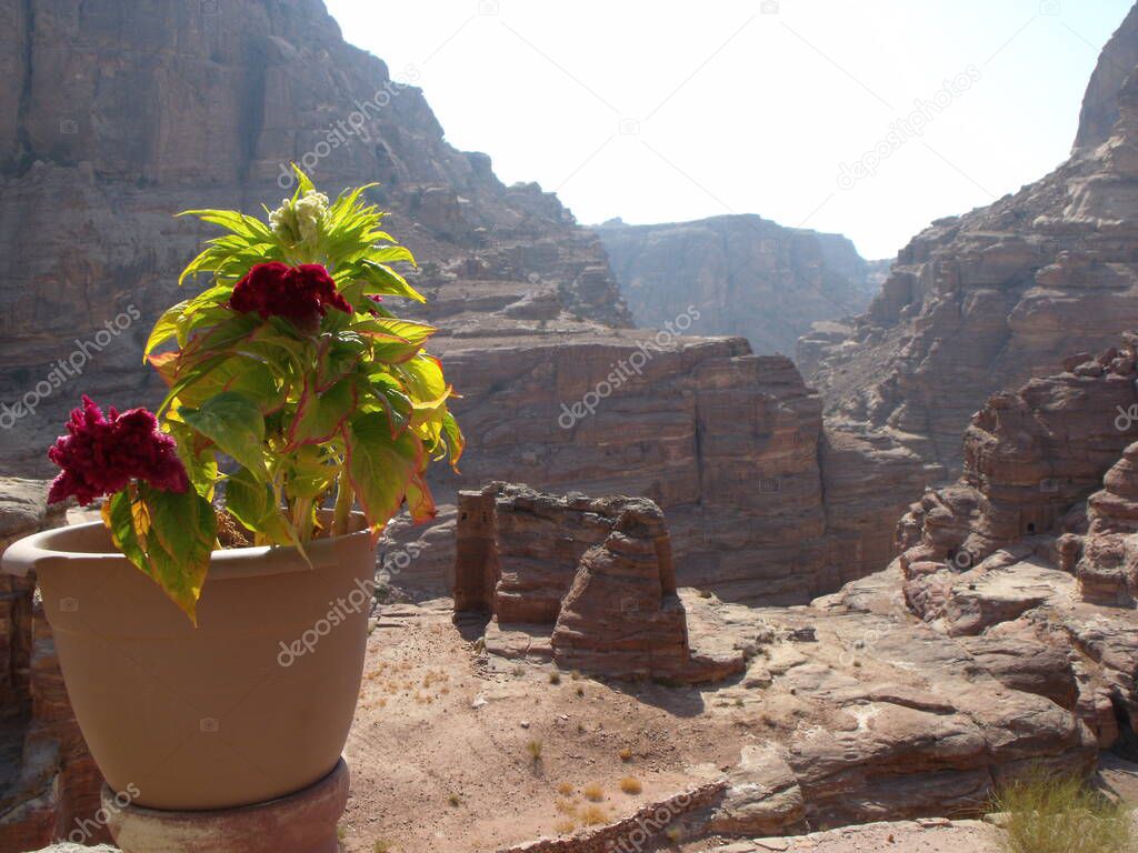 Petra, Jordan. August 16, 2010: Pot with flowers on the mountain of Petra, Jordan