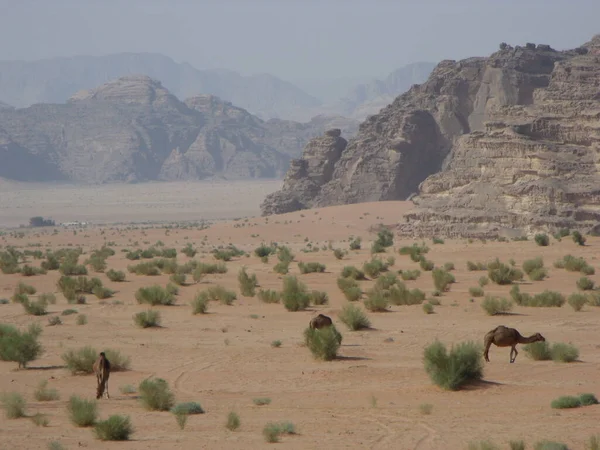 Wadi Rum Desert Jordânia Agosto 2010 Camels Lançado Deserto Wadi — Fotografia de Stock