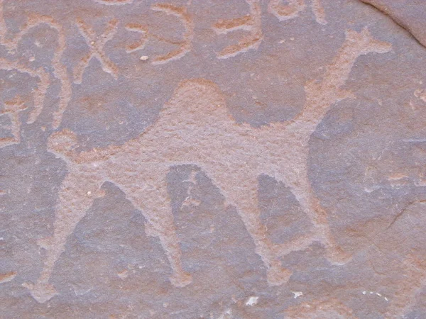 Wadi Rum Desert Jordan August 2010 Petroglyphs Camel Rock Mountain — Stock Photo, Image