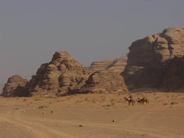Wadi Rum Desert Ιορδανία Αυγούστου 2010 Ομάδα Καμήλες Ανάμεσα Στα — Φωτογραφία Αρχείου