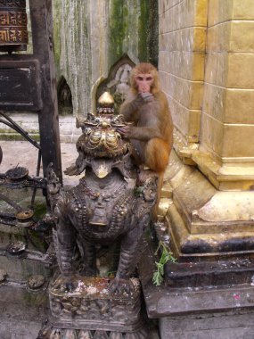 Kathmandu, Nepal, 20 Ağustos 2011: Maymun tapınağı Swayambhunath Tapınağı 'ndaki altın heykeldeki bir maymunun portresi. Katmandu, Nepal