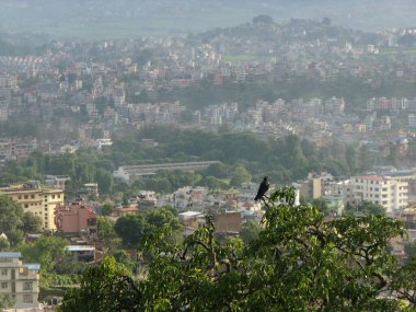 Kathmandu, Nepal, 20 Ağustos 2011: Maymun tapınağı Swayambhunath Tapınağı 'nın arka planında şehir olan ağaçtaki bir kuş. Katmandu, Nepal