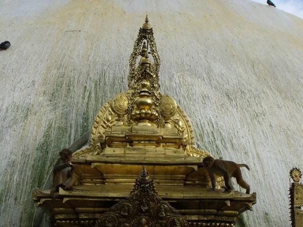 Katmandú Nepal Agosto 2011 Dos Monos Sobre Altar Oro Templo —  Fotos de Stock