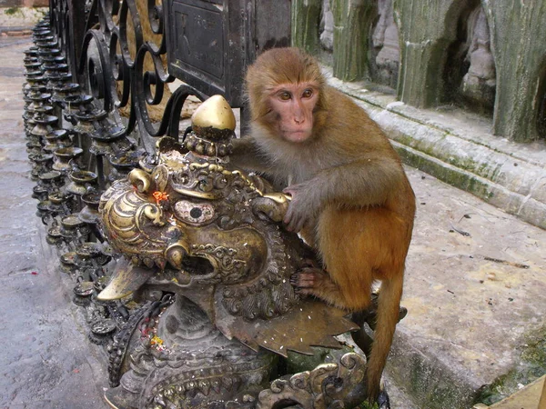 Kathmandu Nepal August 2011 Ein Affe Auf Einer Goldenen Skulptur — Stockfoto