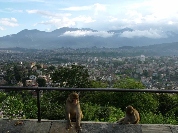 Kathmandu Nepal August 2011 Two Monkeys City Background Clouds Himalayas — Foto de Stock