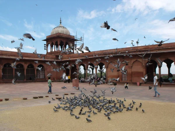 Jama Masjid Moschee Neu Delhi Indien August 2011 Tauben Füllen — Stockfoto