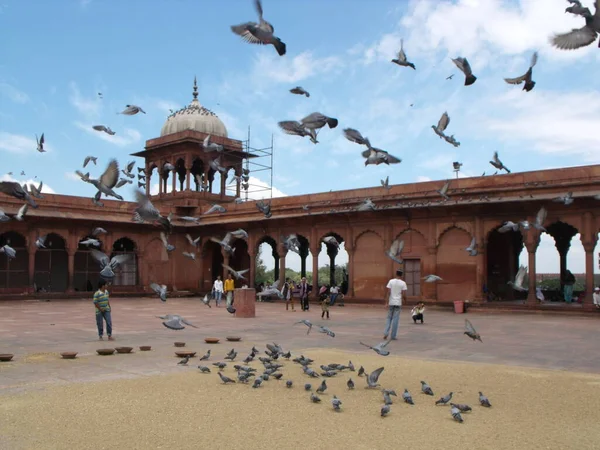 Jama Masjid Moschee Neu Delhi Indien August 2011 Zahlreiche Tauben — Stockfoto