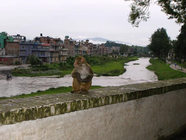 Kathmandu Nepal August 2011 Monkey Bagmati River Kathmandu Nepal — Foto de Stock