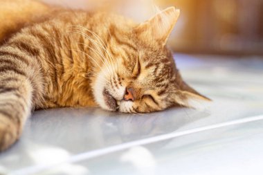 Yüzeyde yatan sevimli tekir kedi. Güzel kedi güneşli bir günde uyuyor..