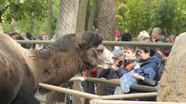 Харьков, Украина - 2 октября 2021 года: Люди кормят верблюдов в Эко-парке Фельдмана — стоковое видео