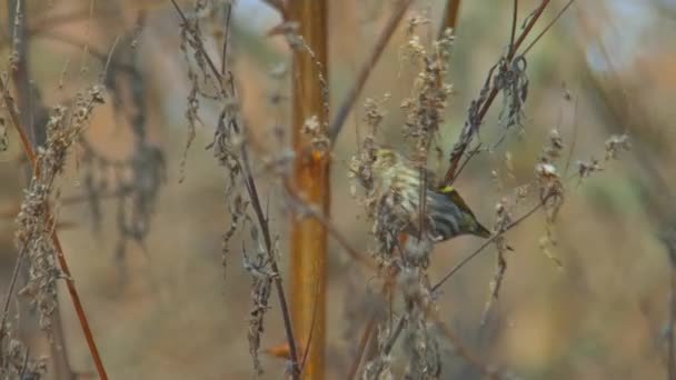 Faune Europe oiseaux - pinsons verts mangeant — Video