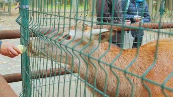 Годування газели в зоопарку — стокове відео