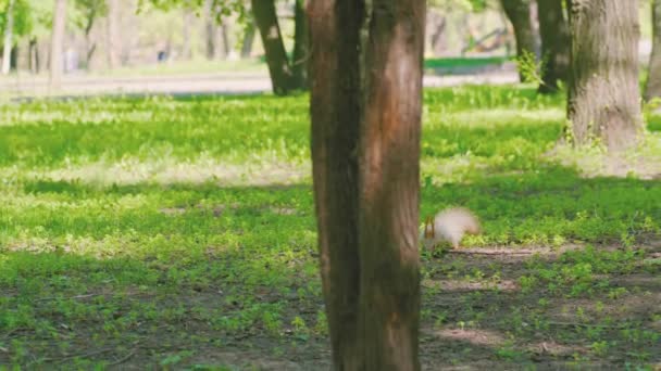 Ardilla colándose en el parque — Vídeo de stock