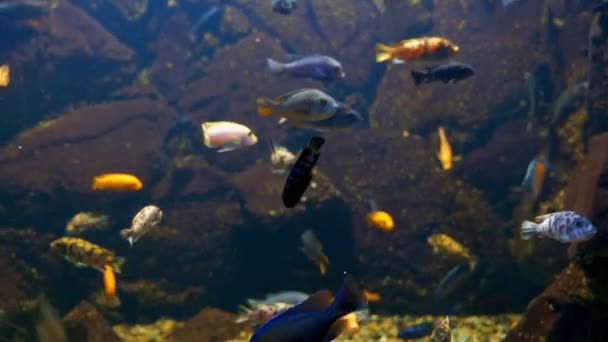 Ryby akwariowe: Ciemnoniebieska ryba w akwarimie — Wideo stockowe