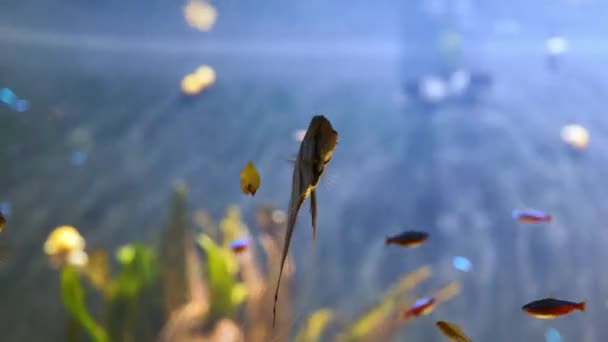 Pesci d'acquario: Esemplare di pesce angelo in cattività Pterophyllum — Video Stock