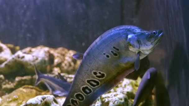 Salmón Leopardo Pleco Otros Peces Agua Dulce Acuario — Vídeo de stock