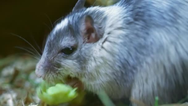 Wilde Dieren Muis Die Groen Voedsel Eet Tanden Schoonmaakt — Stockvideo
