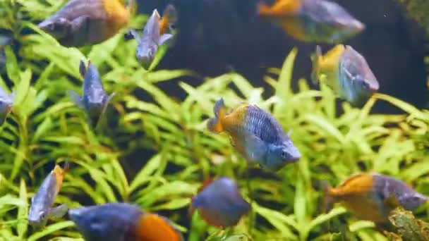 Stado Półniebieskiego Półpomarańczowego Barbusa Akwarium — Wideo stockowe