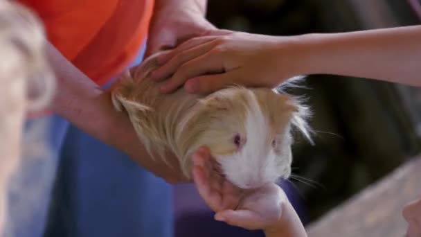 Children Hand Pets Guinea Pig Adult Hands — Video Stock