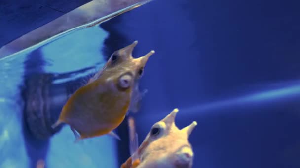 Cowfish Lactoria Cornuta Aquarium Blue Background — Wideo stockowe