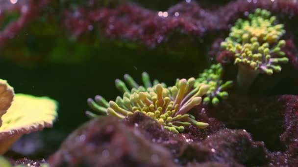 Alive Young Colorful Green Coral Moves Water Focus Changing — Vídeo de Stock