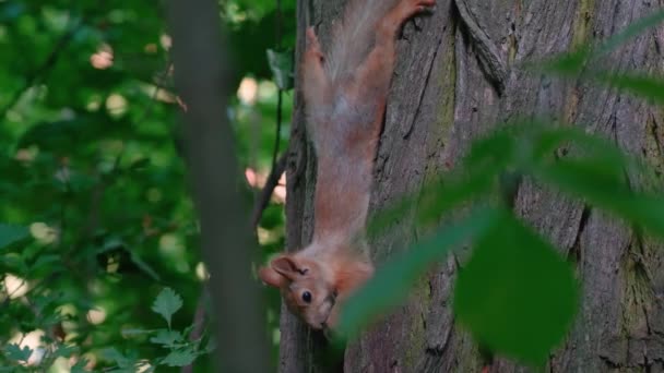Red Squirrel Eats Nut Hanging Upside — Stock Video