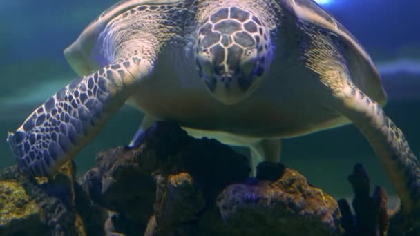 Big Turtle Eating Something Coral Reef Underwater — Video Stock