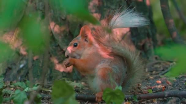 Red Squirrel Find Some Food Sit Eat Slowmotion Uhd Video — Vídeos de Stock