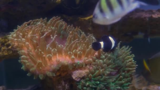 Clownfish Looking Food Coral Reef — Vídeo de Stock