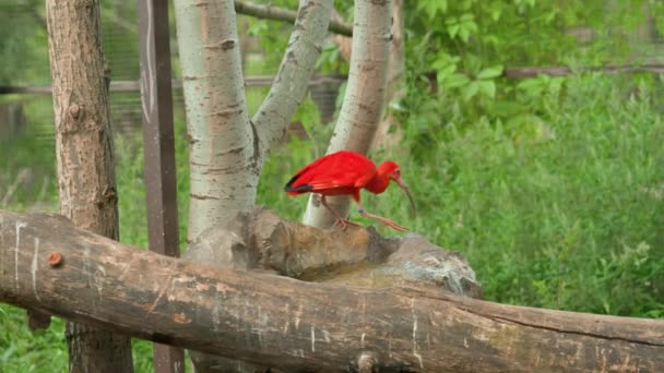 Red Ibis Drinking Water Artificial Pond Zoo Slowed Footage — Stock video